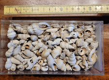 Sternberger Gestein aus