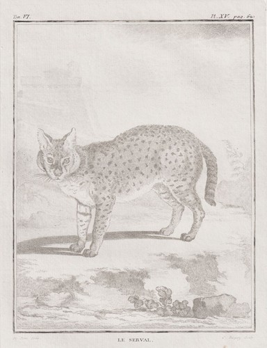 Serval katze raubkatze wild - serval,