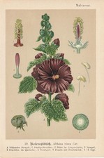 Stockrose (Alcea rosea)