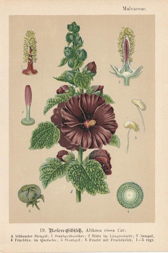 Stockrose - , (alcea