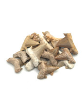 ✦ 2 - 3 cm Versteinerte