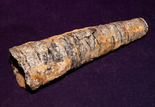 Belemnit, Marokko, gute