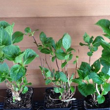 Hortensie Hydrangea Macrophylla rote Blüten im Topf Bauernhortensie