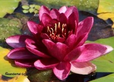 winterharte rote Seerose