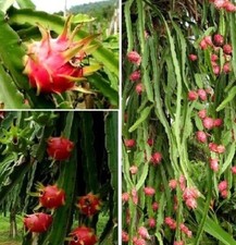 Jetzt pflanzen ! Kletterkaktus