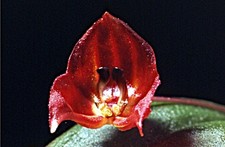 Lepanthes lucifer