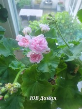 Pelargonie JUV Danaya - gut