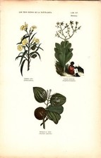 Antike Handkolorierte Lithographie Grafik 19 Jh. Pflanzen, Blumen