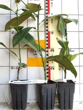 Magnolia grandiflora "Exmouth"