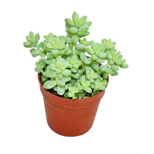 Sedum morganianum burritum - ,