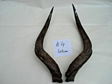 Kudu Hörner Schläuche