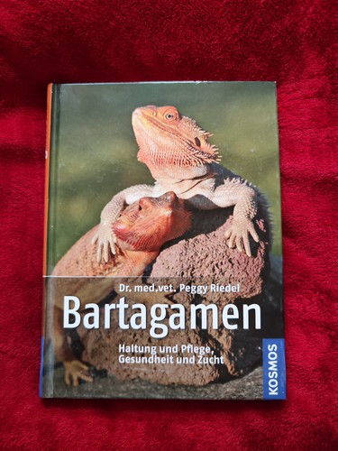 Bartagamen haltung und - haltung,