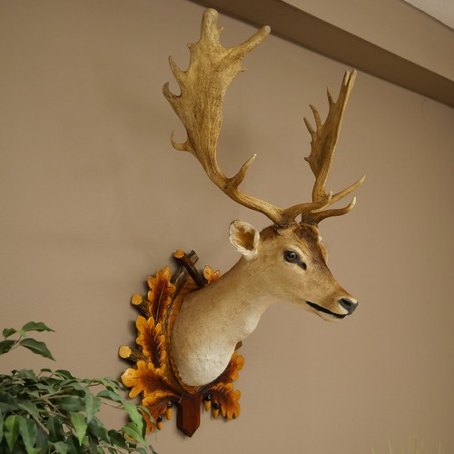 Damhirsch kopf - damhirsch, (dama