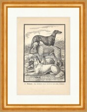 Windhunde Schottischer Deerhound Bungartz Holzstich Jagdbare Thiere 28 Gerahmt