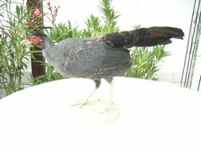 Schönes Präparat eines Fasan aus Zucht  , ausgestopft, Taxidermy, Präparat