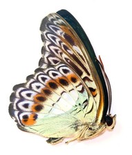 LEPIDOPTERA, NYMPHALIDAE