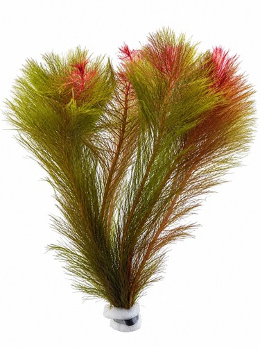 Myriophyllum tuberculatum red - myriophyllum,