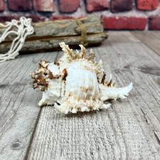 Murex Ramosus 10-11cm echte