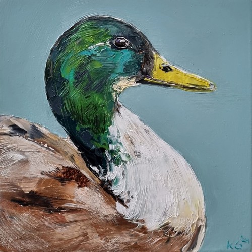 Pommersche ente portrait - ente,