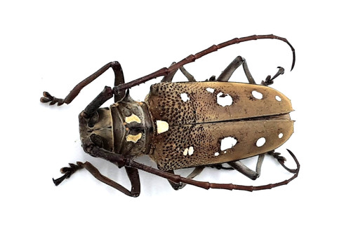 Cerambycidae batocera rubus - cerambycidae,,