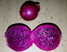 PITAHAYA Mini rote DRACHENFRUCHT Kaktus,Hylocereus monacanthus, Himbeergeschmack