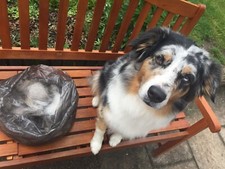 Natürliche Hundewolle vom australischen Schäferhund / 250 Gramm