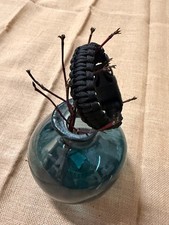 Paracord/Survival Armband mit
