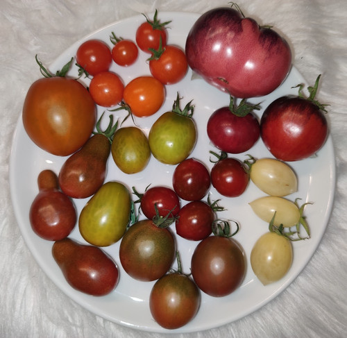 Tomatensamen tomaten saatgut - tomaten,