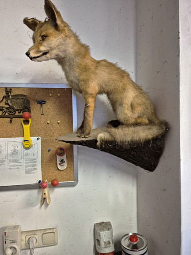 Fuchs präparat - präparat, (taxidermie)
