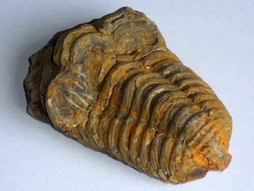 Diakalymen trilobit fossil - trilobit,