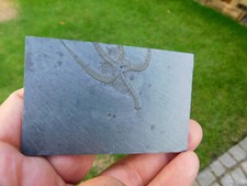 schöner Seestern -  Furcaster palaeozoicus aus Bundenbach in Rheinland-Pfalz