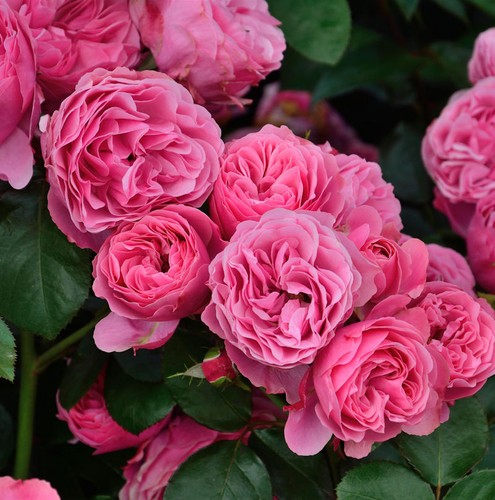 Malerrose leonardo vinci - malerrose,