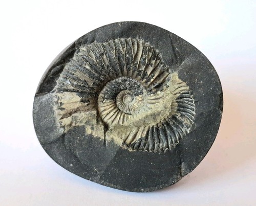Shaligram nepal ammonit knolle - ammonit,