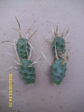 seltener Kaktus, Papierstachelkaktus- Tephrocactus articulatus, Triebsegmente