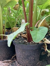 Zwei Rhabarberpflanzen (9 cm