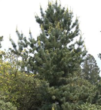 Mädchenkiefer Tempelhof 25-30cm - Pinus parviflora