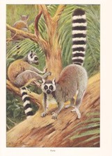 Katta Lemur catta Lemuren