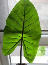 Alocasia Macrorrhiza Black