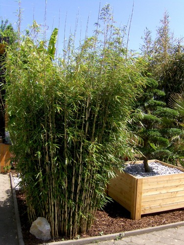 Fargesia robusta campbell - fargesia, "campbell"