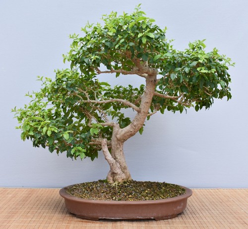 Bonsai indoor liguster - indoor,,
