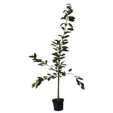 Süßkirsche Kassins frühe