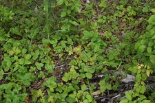 Melamin Drop Leaf Klapptisch