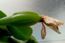 Dendrobium nobile - Samenkapsel