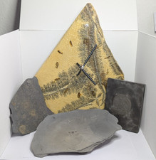 Konvolut Fisch Dendriten Ammoniten Fossilien große gerahmte Achatplatte Sammlung