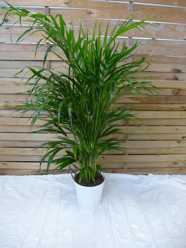 Palmenlager goldfruchtpalme - [palmenlager],