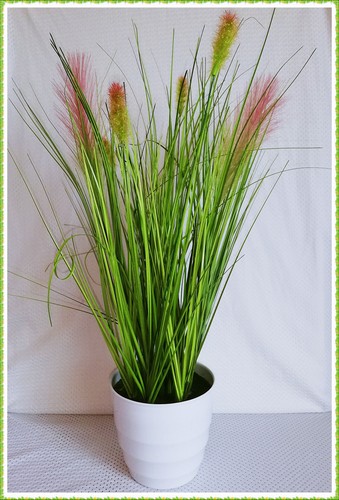 Wiesenblumengras pampasgras - wiesenblumengras,