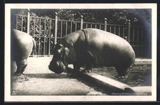 Ansichtskarte Hippopotamus amphibius, Nilpferd steigt aus dem Wasser 