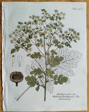 Mutterkraut Matricaria + Vietz