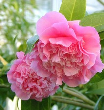 Hochstamm rosa kamelie - hochstamm,