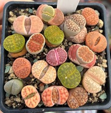 18er Lithops Mix Mesembs